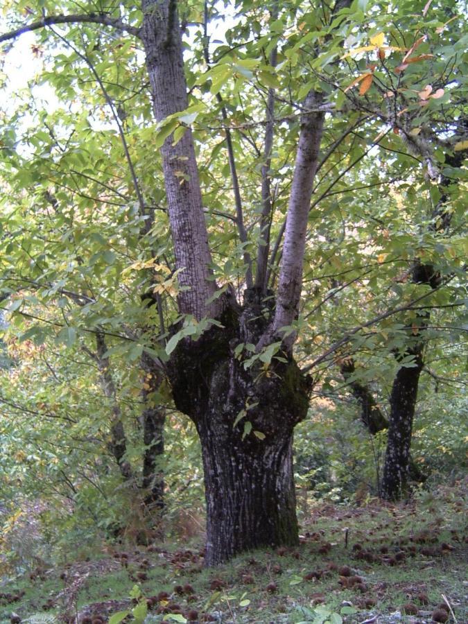 Viviendas Rurales Del Robledo Castano de Robledo エクステリア 写真